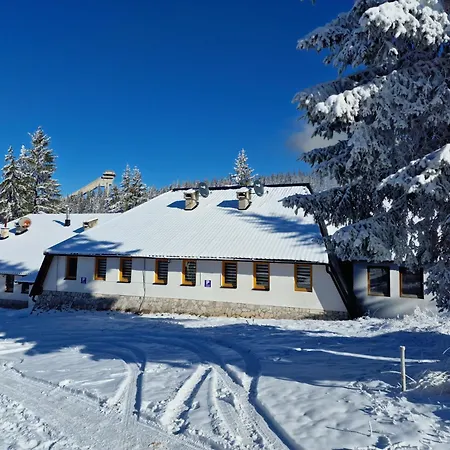 Winter Forest Vlasic *