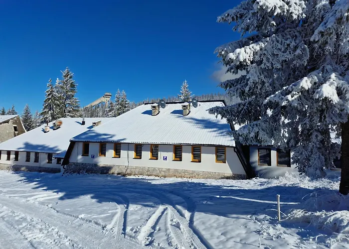 Winter Forest Vlasic *